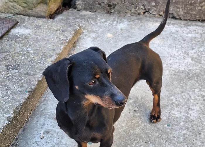 Heart House Sziv Haz